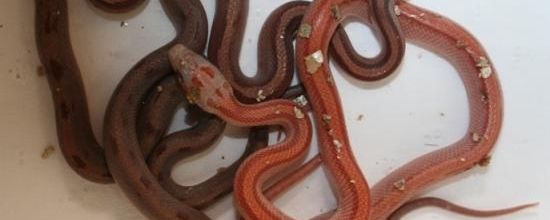 Hypomelanistic Bloodred Stripe