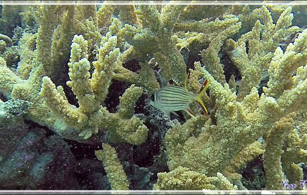 Poisson-écureuil tacheté, Sammara squirrelfish (Neoniphon sammara) - Passe Tumakohua - Fakarava sud - Tuamotu - Polynésie française