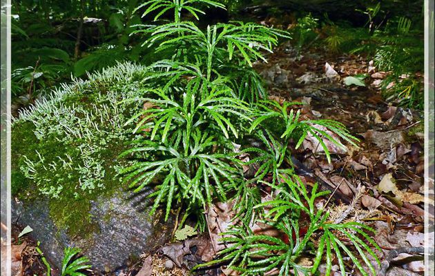 Lycopode en Éventail, Courants verts, Southern ground-cedar, Southern running-pine, Fan clubmoss, Crowfoot clubmoss (Lycopodium digitatum) - Petit Lac Preston - Duhamel - Outaouais - Québec - Canada