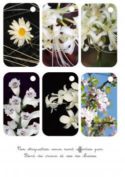 Cartonnettes fleurs blanches