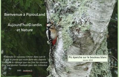 La vie au jardin après la canicule