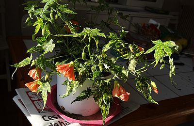 Coup de coeur pour un abutilon...