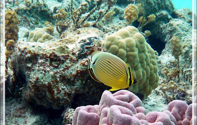 Poisson-papillon côtelé du Pacifique ou délavé, Pacific lineated butterflyfish or Redfin butterflyfish (Chaetodon lunulatus) - Lagon de la Pension Kuriri - Maupiti - Polynésie française