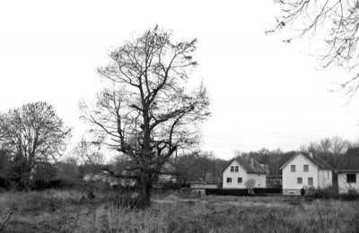 D'autres photos du cyprès chauve...