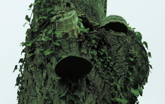 sur un arbre mort !