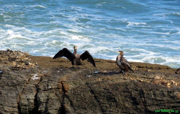 un cormoran et ...