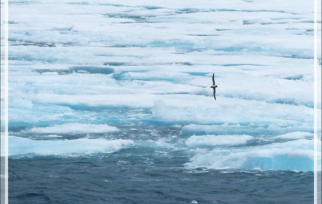 Rencontre d'un peu de banquise en débâcle dans Lancaster Sound - Nunavut - Canada