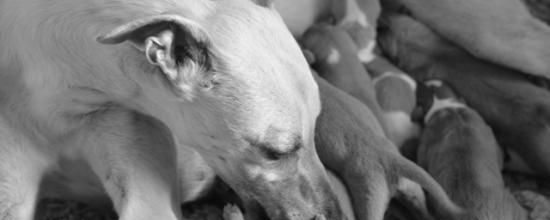 Les Sélénides 2016...