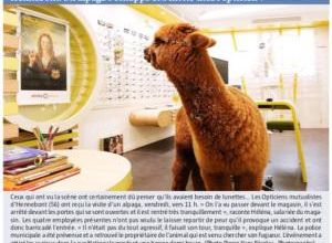 Un alpaga dans la boutique !