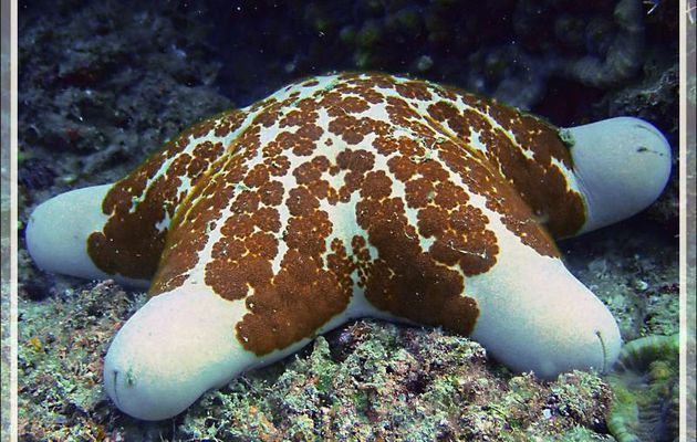 Etoile-coussin granuleuse, Granular starfish (Choriaster granulatus) - Spot Sugar Man - Tsarabanjina - Mitsio - Madagascar