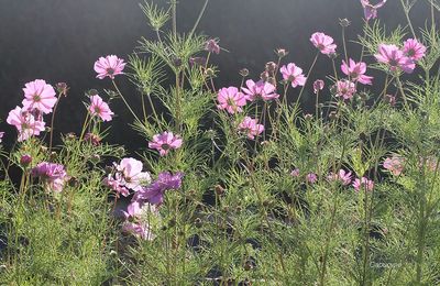 Feu d'artifice d'automne : les cosmos