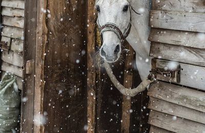 Les Chevaux de Trait - Au coeur de la tradition 