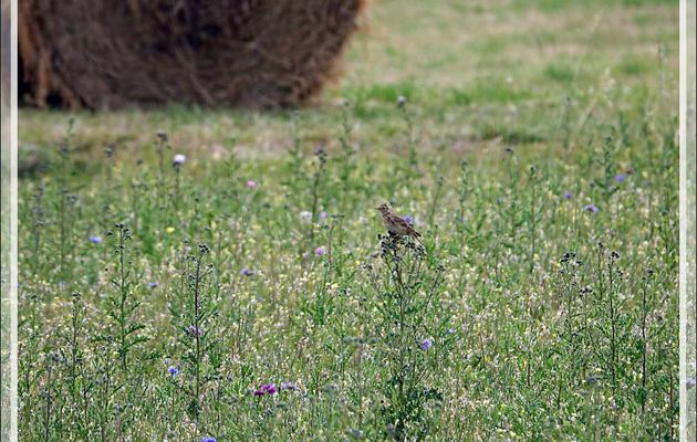 Alouette des champs, Eurasian Skylark (Alauda arvensis) - La Couarde-sur-Mer - Ile de Ré - 17