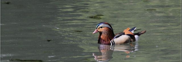 Un amour de canard mandarin !