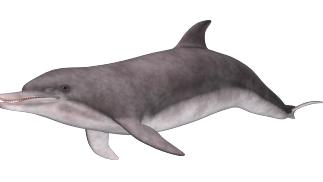 Tube de dauphin (image-render)