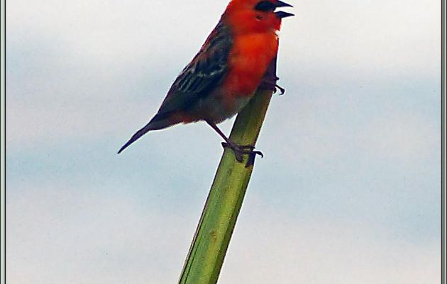 Foudi rouge, Cardinal (Foudia madagascariensis) - Mahé - Seychelles