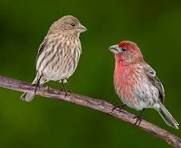 Les oiseaux de mon jardin par tous temps 