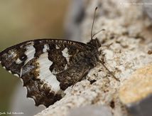 Siléne (Brintesia circe) - Nymphalidae
