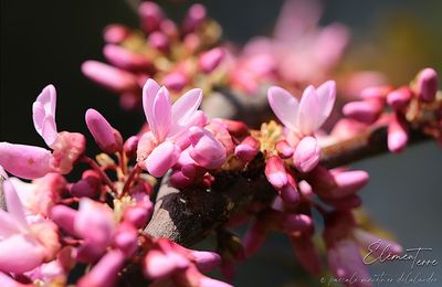 Bain de couleurs au jardin.