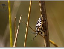 Carpocoris à l'état larvaire