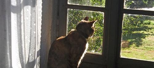 Fifi et Ugo - Fifi and Ugo