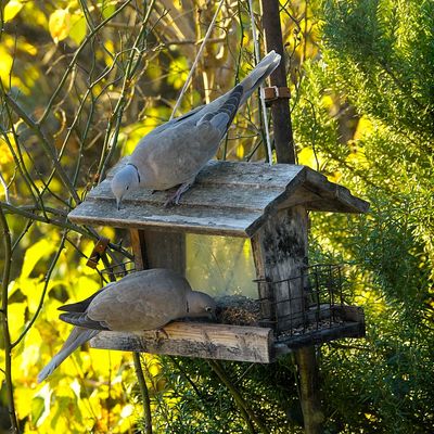Les Oiseaux du Jardin
