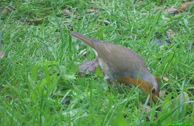 les oiseaux de mon jardin