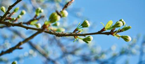 Photos pour la table des saisons/nature du printemps