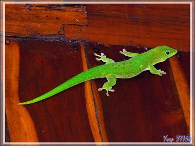 Gecko géant de Madagascar mâle (Phelsuma madagascariensis grandis) - Nosy Be - Madagascar