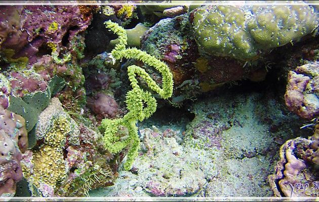 Superbe Corail fil-de-fer spiralé vert en fleurs (Cirripathes spiralis) ?? - Athuruga Reef - Atoll d'Ari - Maldives