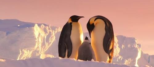 Antarctique : Contes du bout du monde