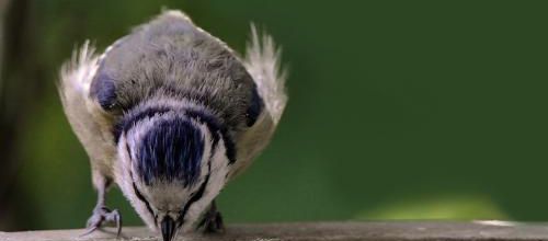 Canicule : Mettre de l'eau à disposition des animaux