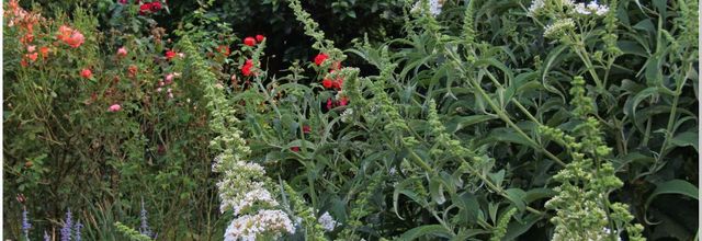 RESTONT AU JARDIN 2024