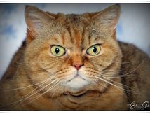 "The" parc animalier !"