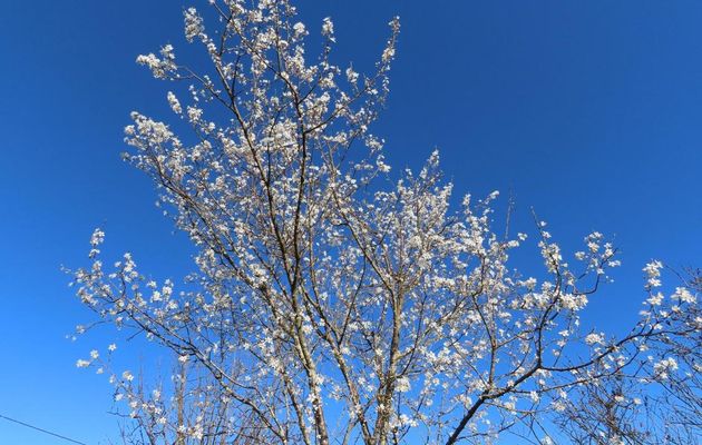 mes fleurs de prunier