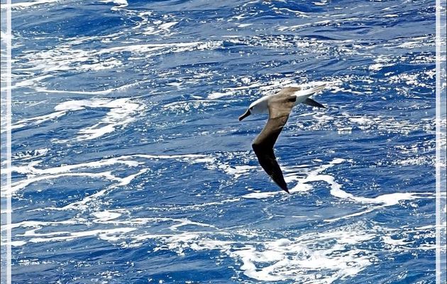 Albatros à nez jaune, Atlantic Yellow-nosed Albatross (Thalassarche chlororhynchos) - Tristan da Cunha