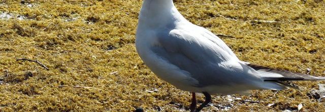 des oiseaux qui ... hi hi