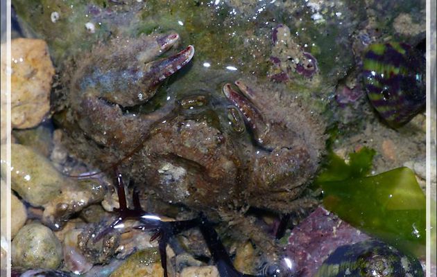Tenue de camouflage pour le petit crabe - Fort du Grouin - Loix - Île de Ré - 17