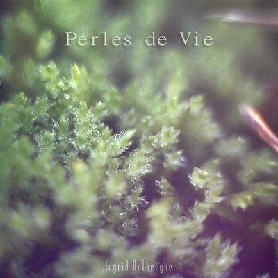 Jour 26 - Perles de Vie