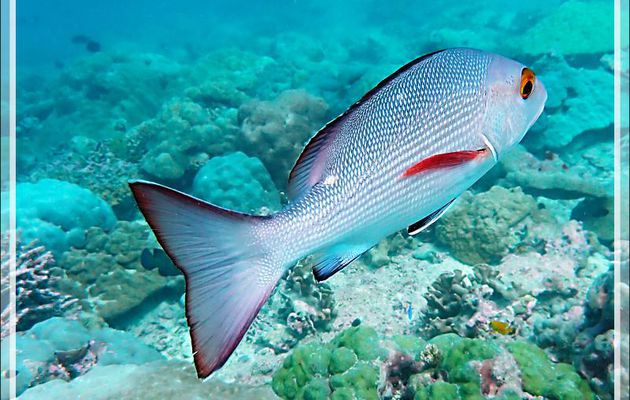 Vivaneau chien rouge (Lutjanus bohar), juvéniles (2 taches claires) et adulte - Plongée à l'île Bijoutier - Seychelles