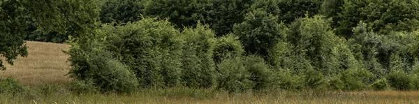 Taille des haies… pas en période de reproduction !