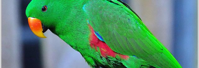 Grand Éclectus (1) - Eclectus roratus
