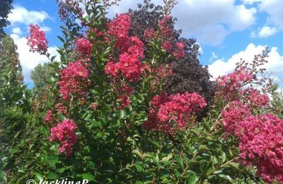 Un buisson ardent...