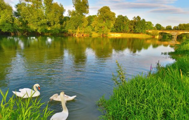 un Cygne pour voir ... !