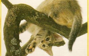 Les chats qui grimpent aux arbres