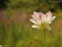 Lotus sacré