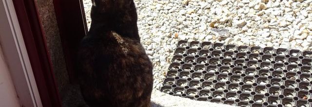 Dimanche c'est chat