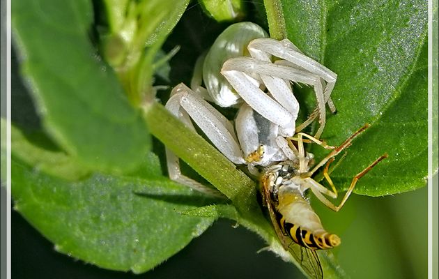 L'Araignée crabe thomise variable et la malheureuse Syrphe ceinturée - Lartigau - Milhas - 31