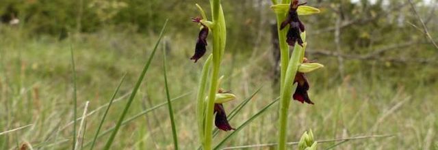 Ophrys insectifera  -  ophrys mouche