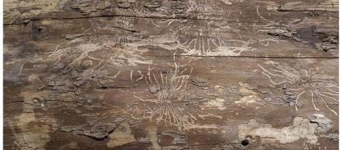 Les Artistes Xylophages.